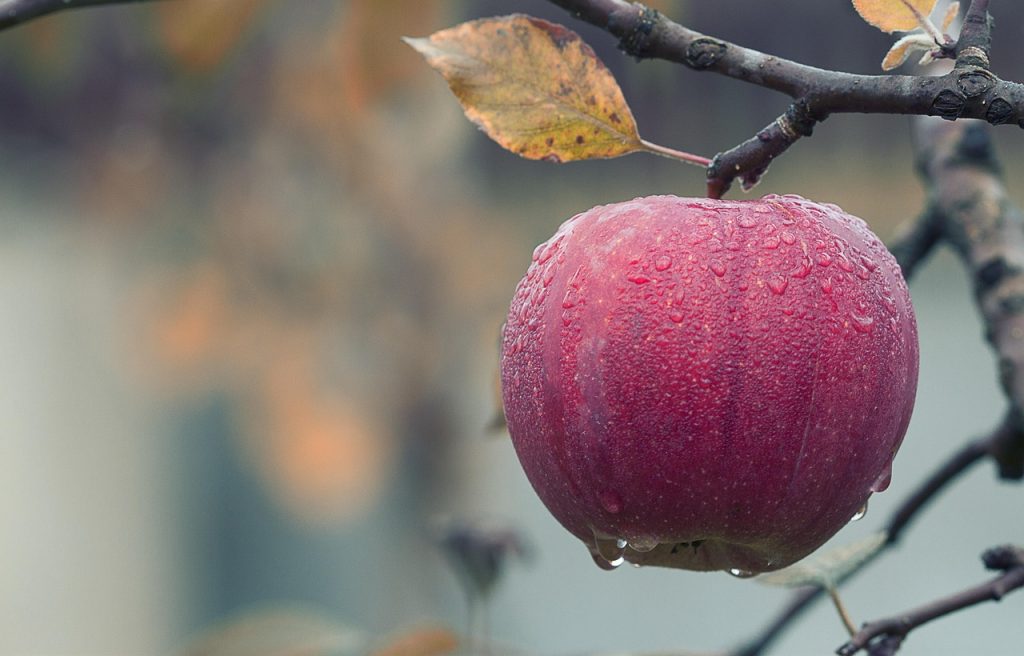 apple, water droplets, fruit, moist, dew, dewdrops, red apple, fresh, fresh apple, ripe, ripe apple, produce, harvest, organic, healthy, nature, agriculture, orchard, close up, apple, apple, apple, apple, apple, fruit